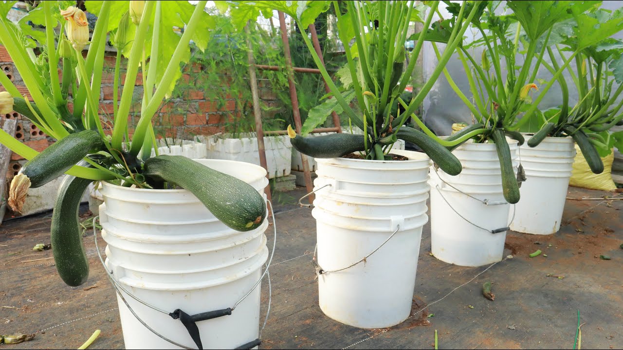 Cultivar Calabacines En Macetas En Casa Gu A Paso A Paso