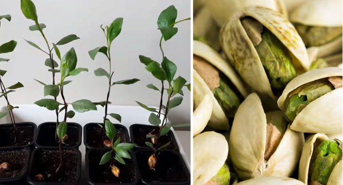 Cultivar Y Disfrutar C Mo Plantar Y Cuidar Tus Propias Pistachos En