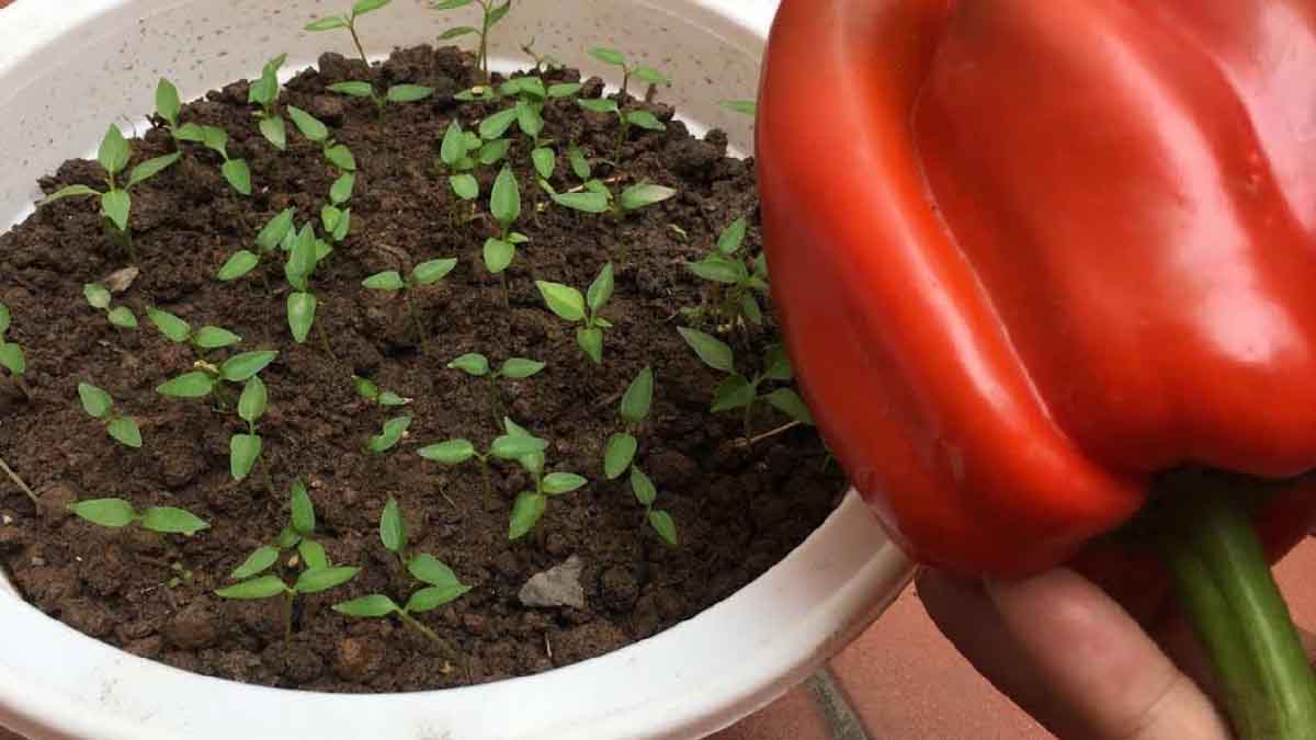 Guía Completa para Cultivar Pimientos en Casa y Disfrutar de una