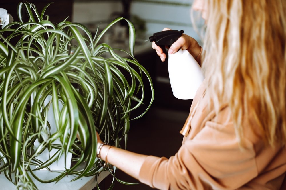 El Zelenec Secretos Para Cultivar Y Revivir Esta Joya Vegetal