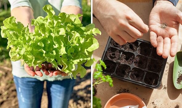 Cómo cultivar Lechuga en maceta y sus cuidados consejosdejardin