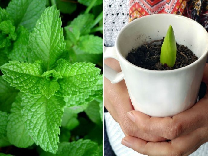 Cómo plantar menta en una taza para decorar y perfumar toda la casa