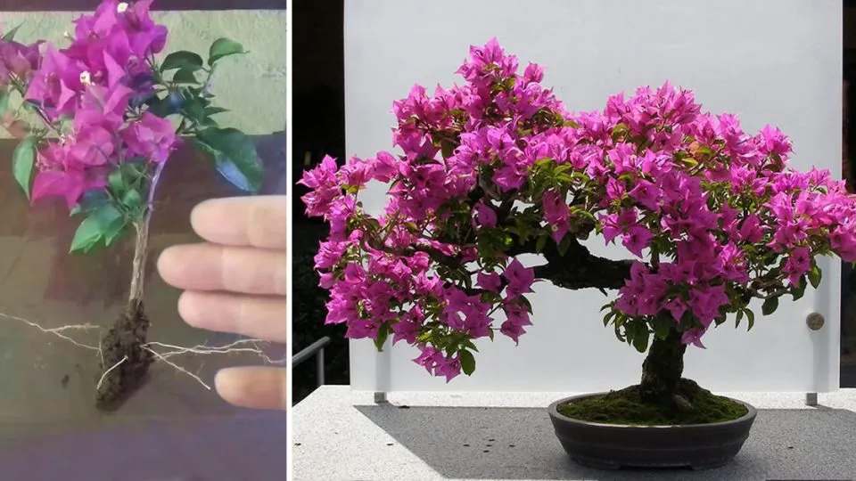 Cultivo y Cuidado del Bonsái de Buganvilla Consejos Esenciales para un