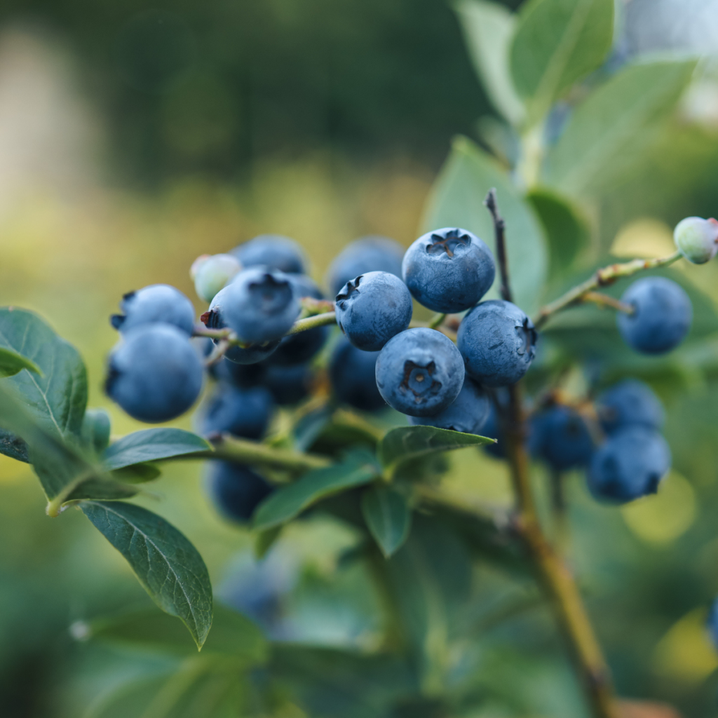 Cultivar Arándanos En Casa Una Guía Completa Para Disfrutar De Este