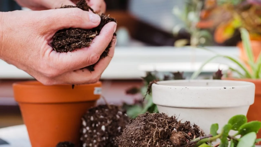 El Arte Del Trasplante C Mo Y Cu Ndo Transplantar Tus Plantas