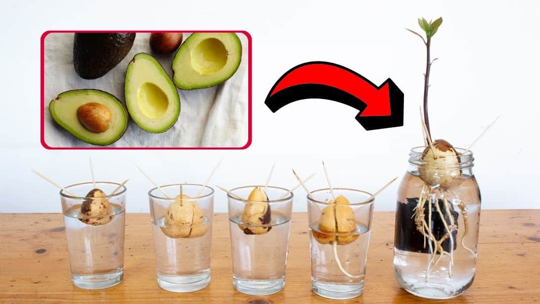 6 Consejos Para Cultivar Aguacate En Maceta Y Que Dé Fruto 9035