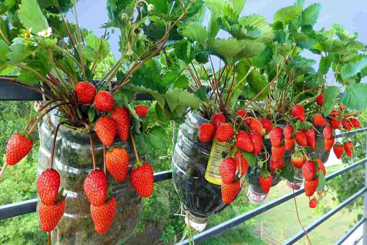 Cultivar Fresas En Maceta Así Se Obtiene Una Cosecha Abundante