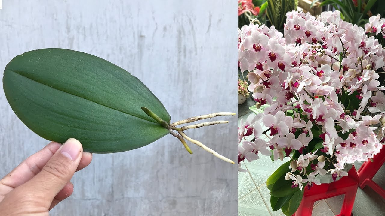 Guía paso a paso para reproducir orquídeas a partir de una sola hoja ...