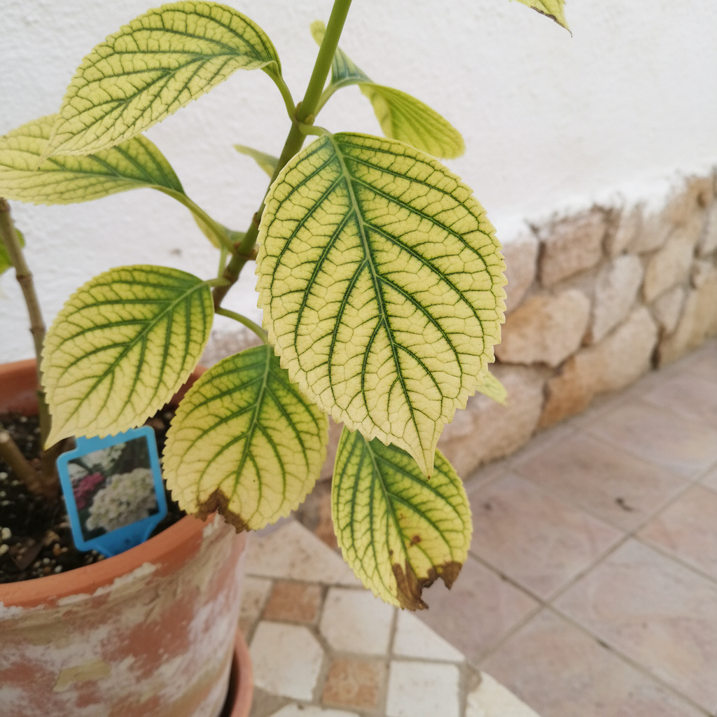 Hoja de hortensia con clorosis férrica: amarilla con nervios verdes en suelo calcáreo