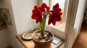 Amarilis (Hippeastrum) con flores rojas abiertas en maceta de barro sobre alféizar junto a ventana en interior español.