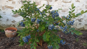 Arbusto de arándano alto con frutos azules maduros en un huerto del norte de España junto a un muro encalado