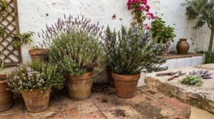 Rincón de jardín mediterráneo en mayo con macetas de lavanda, romero y tomillo, y una tijera de podar sobre piedra.