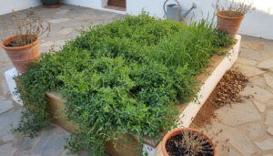 Bancal de huerto familiar español cubierto por veza y centeno verdes en pleno crecimiento, junto a muro encalado y macetas de barro.
