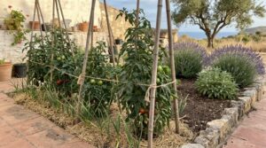 Bancal mediterráneo con tomateras tutoradas, ajos al pie y lavanda al extremo, junto a muro encalado y suelo de gravilla.