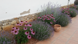 Macizo de lavanda, equinácea y salvia rusa floreciendo junto a un muro encalado en un jardín del interior de Castilla.