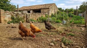 Gallinas de campo picoteando en un corral de huerto español con tierra suelta y plantas.