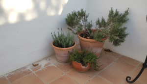 Macetas de barro con romero, lavanda y tomillo en un patio mediterráneo soleado y sin pretensiones