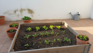 Huerto casero español de finales de primavera con bancal de hortalizas rápidas en macetas de barro junto a muro encalado