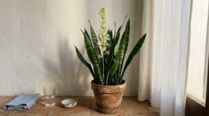 Sansevieria en maceta de barro junto a ventana soleada de interior mediterráneo con espiga floral blanca emergiendo